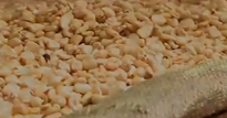 Shot from video of grain