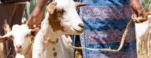 Goat restocking in Africa