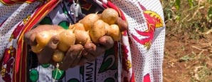 Farmer holding potatoes