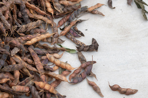 Beans drying