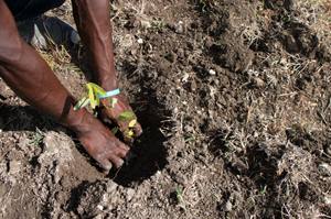 Person digging a hole