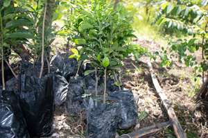 Saplings to be planted