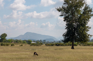 Haitian landscape