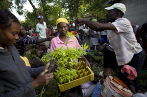 Person holding box of tree seedlings, ready to be planted in Haiti.