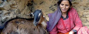 Goat restocking in Nepal