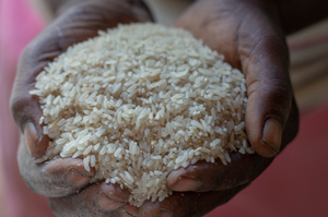 Hands holding grains of rice